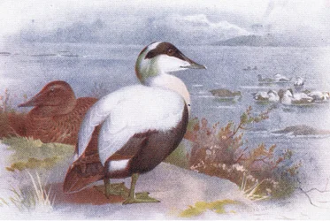 Eider